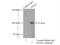 Dynamin 3 antibody, 14737-1-AP, Proteintech Group, Immunoprecipitation image 