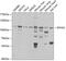 EPH Receptor A2 antibody, 22-763, ProSci, Western Blot image 