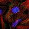 Tectonic Family Member 1 antibody, NBP1-83623, Novus Biologicals, Immunocytochemistry image 
