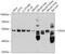 Serine/Threonine Kinase 24 antibody, GTX64721, GeneTex, Western Blot image 