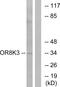 Olfactory Receptor Family 8 Subfamily K Member 3 (Gene/Pseudogene) antibody, PA5-39861, Invitrogen Antibodies, Western Blot image 