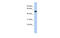 Taperin antibody, MBS5301583, MyBioSource, Western Blot image 