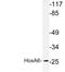 Homeobox A6 antibody, LS-C177461, Lifespan Biosciences, Western Blot image 