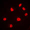 Protein Kinase, DNA-Activated, Catalytic Subunit antibody, LS-C352726, Lifespan Biosciences, Immunofluorescence image 