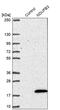 NADH:Ubiquinone Oxidoreductase Subunit B3 antibody, PA5-56986, Invitrogen Antibodies, Western Blot image 