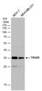 TNFRSF1A Associated Via Death Domain antibody, PA5-78259, Invitrogen Antibodies, Western Blot image 