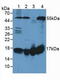 Fission, Mitochondrial 1 antibody, LS-C373639, Lifespan Biosciences, Western Blot image 