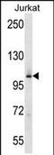 Mitogen-Activated Protein Kinase Kinase Kinase Kinase 2 antibody, PA5-71682, Invitrogen Antibodies, Western Blot image 