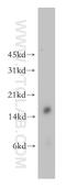 Cellular Retinoic Acid Binding Protein 1 antibody, 12588-1-AP, Proteintech Group, Western Blot image 