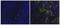 CD163 antibody, 14-1631-82, Invitrogen Antibodies, Immunohistochemistry frozen image 