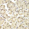 POU Class 2 Homeobox 1 antibody, LS-C331635, Lifespan Biosciences, Immunohistochemistry paraffin image 