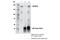 Protein kinase C-binding protein 1 antibody, 27945S, Cell Signaling Technology, Immunoprecipitation image 