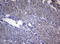 RAB3A, Member RAS Oncogene Family antibody, LS-C798695, Lifespan Biosciences, Immunohistochemistry paraffin image 