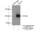 ATPase Na+/K+ Transporting Subunit Alpha 2 antibody, 55179-1-AP, Proteintech Group, Immunoprecipitation image 