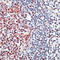 E2F Transcription Factor 4 antibody, LS-C87450, Lifespan Biosciences, Immunohistochemistry frozen image 