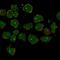 Cilia And Flagella Associated Protein 73 antibody, NBP2-14643, Novus Biologicals, Immunocytochemistry image 