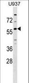 Probable G-protein coupled receptor 75 antibody, LS-C159774, Lifespan Biosciences, Western Blot image 