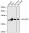 NADH:Ubiquinone Oxidoreductase Complex Assembly Factor 2 antibody, GTX66245, GeneTex, Western Blot image 