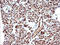 RNA Polymerase III Subunit G Like antibody, LS-C788332, Lifespan Biosciences, Immunohistochemistry paraffin image 