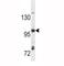 Toll Like Receptor 7 antibody, F44379-0.4ML, NSJ Bioreagents, Western Blot image 