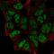 Zinc Finger Protein 460 antibody, HPA066506, Atlas Antibodies, Immunofluorescence image 