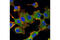 Pro-Apoptotic WT1 Regulator antibody, 2328S, Cell Signaling Technology, Immunofluorescence image 