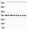 TNF Receptor Superfamily Member 4 antibody, PA5-80160, Invitrogen Antibodies, Western Blot image 