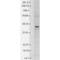 Potassium Voltage-Gated Channel Subfamily J Member 12 antibody, SMC-311D-APC, StressMarq, Western Blot image 