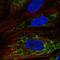 Mitochondria Localized Glutamic Acid Rich Protein antibody, NBP2-54955, Novus Biologicals, Immunofluorescence image 