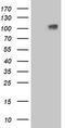 Leucine Rich Repeat Containing G Protein-Coupled Receptor 4 antibody, M02134-1, Boster Biological Technology, Western Blot image 