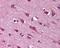 Cellular Communication Network Factor 3 antibody, 48-970, ProSci, Immunohistochemistry frozen image 