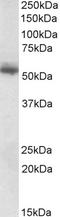 Copine 1 antibody, EB09410, Everest Biotech, Western Blot image 