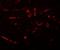 Caudal Type Homeobox 2 antibody, NBP1-77113, Novus Biologicals, Immunocytochemistry image 