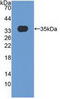 Matrix Remodeling Associated 5 antibody, abx130610, Abbexa, Western Blot image 