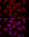 Ribosomal Protein L30 antibody, 15-152, ProSci, Immunofluorescence image 