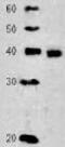 RAD51 Recombinase antibody, GTX00719, GeneTex, Western Blot image 