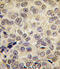 DNA Methyltransferase 3 Beta antibody, abx025686, Abbexa, Immunohistochemistry frozen image 