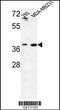 Methionine Adenosyltransferase 2B antibody, 63-995, ProSci, Western Blot image 