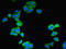 Syntaxin Binding Protein 6 antibody, LS-C371880, Lifespan Biosciences, Immunofluorescence image 