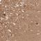 NSF Attachment Protein Alpha antibody, HPA046149, Atlas Antibodies, Immunohistochemistry frozen image 