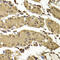 SET Domain Containing 5 antibody, LS-C346401, Lifespan Biosciences, Immunohistochemistry paraffin image 