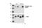 Jun Proto-Oncogene, AP-1 Transcription Factor Subunit antibody, 2303S, Cell Signaling Technology, Western Blot image 