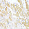 Cellular Communication Network Factor 2 antibody, LS-C746876, Lifespan Biosciences, Immunohistochemistry frozen image 