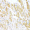 IBP-8 antibody, LS-C746876, Lifespan Biosciences, Immunohistochemistry frozen image 