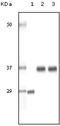 CD204 antibody, 32-219, ProSci, Enzyme Linked Immunosorbent Assay image 