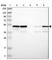 Protein Tyrosine Phosphatase Non-Receptor Type 1 antibody, HPA012542, Atlas Antibodies, Western Blot image 