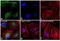 Rabbit IgG antibody, A-21206, Invitrogen Antibodies, Immunofluorescence image 