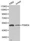 Proteasome 26S Subunit, Non-ATPase 4 antibody, LS-C192333, Lifespan Biosciences, Western Blot image 