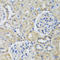 Tubulin Beta 8 Class VIII antibody, A13591, Boster Biological Technology, Immunohistochemistry frozen image 