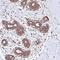 Kelch Domain Containing 4 antibody, NBP1-85129, Novus Biologicals, Immunohistochemistry paraffin image 